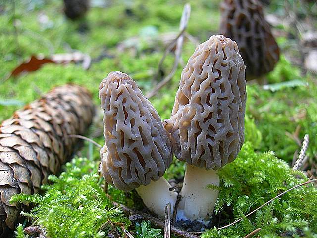 Le prime specie primaverili